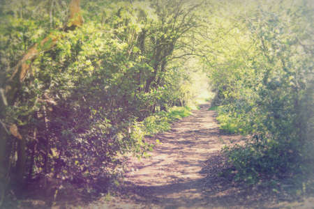 Low sun through trees in english woodsの写真素材