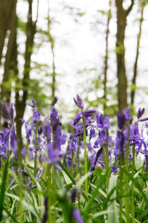 Bright bluebells growing on an english woodland floorの写真素材