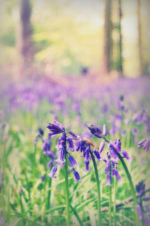 Bright bluebells growing on an english woodland floorの写真素材