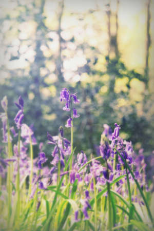 Bright bluebells growing on an english woodland floorの写真素材