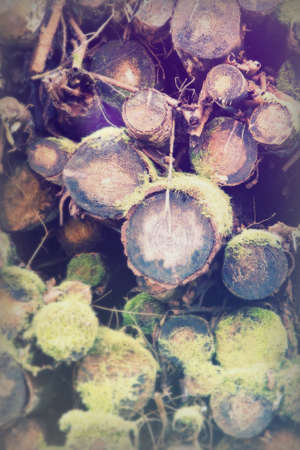 Low sun through trees in english woodsの写真素材