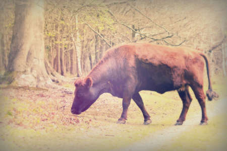 Cows grazing in beautiful english woodland during springの写真素材