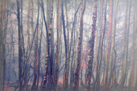 English woodland on a foggy misty January morning