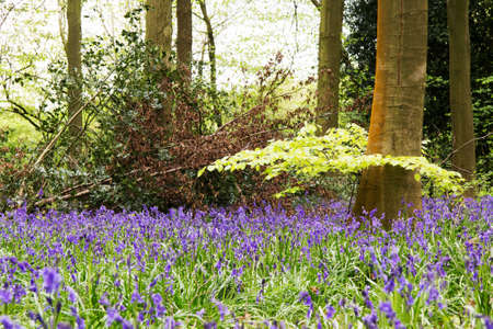 Bright bluebells growing on an english woodland floorの写真素材