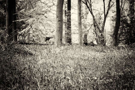 Bright bluebells growing on an english woodland floorの写真素材