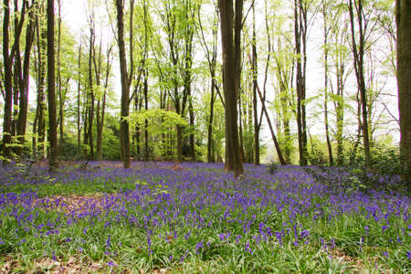Bright bluebells growing on an english woodland floorの写真素材