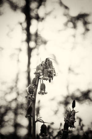Bright bluebells growing on an english woodland floorの写真素材