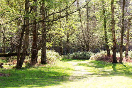 English woodland coming to life in the springの写真素材