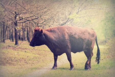 Cows grazing in beautiful english woodland during springの写真素材