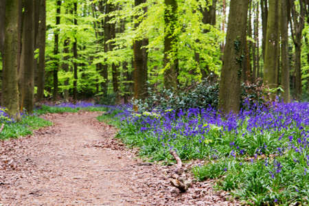 Bright bluebells growing on an english woodland floorの写真素材