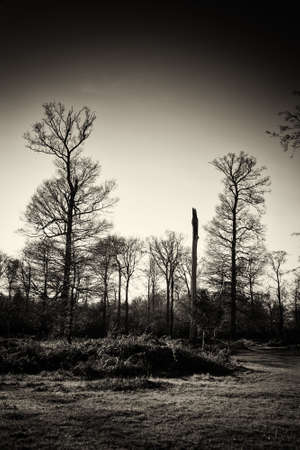 Low sun through trees in english woodsの写真素材