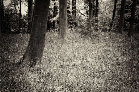 Bright bluebells growing on an english woodland floorの写真素材