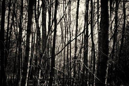 Low sun through trees in english woodsの写真素材