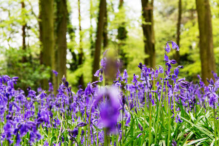 Bright bluebells growing on an english woodland floorの写真素材