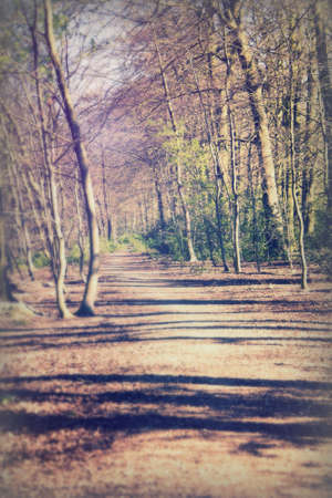 Low sun through trees in english woodsの写真素材