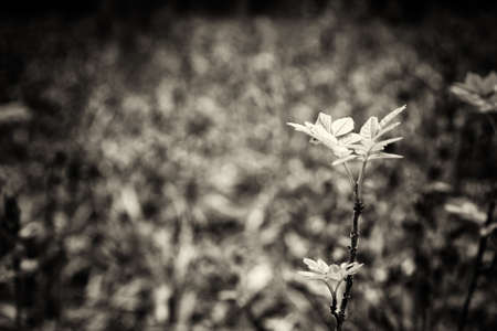 Bright bluebells growing on an english woodland floorの写真素材