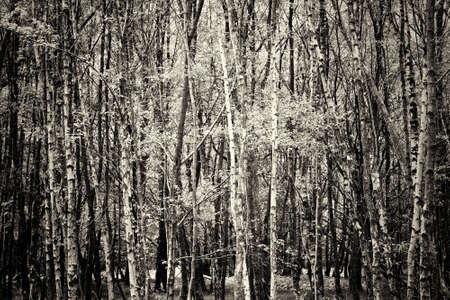 English woodland coming to life in the springの写真素材