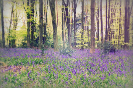 Bright bluebells growing on an english woodland floorの写真素材