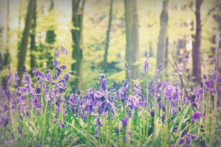 Bright bluebells growing on an english woodland floorの写真素材