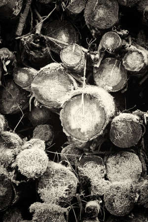 Low sun through trees in english woodsの写真素材