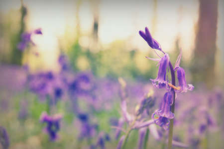 Bright bluebells growing on an english woodland floorの写真素材