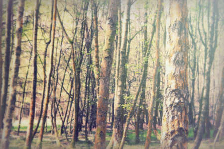English woodland coming to life in the springの写真素材