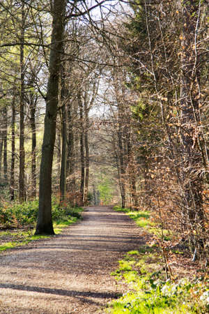 Low sun through trees in english woodsの写真素材
