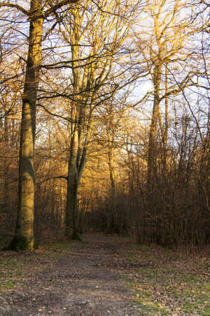 Low sun through trees in english woodsの写真素材