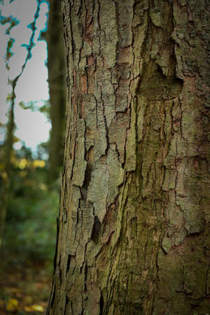 Old tree trunk in the woods