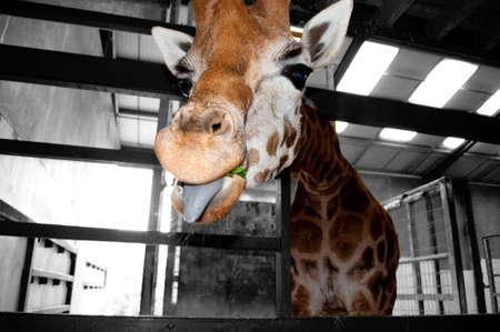 A Giraffe eating leaves with its tongue sticking out.の写真素材