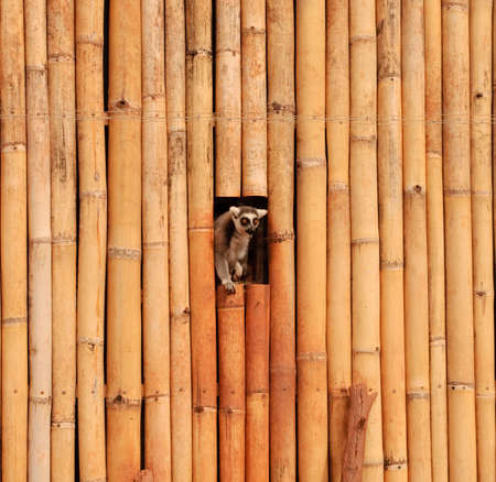 A Ring Tailed Lemur sitting in a window of a bamboo hut.の写真素材