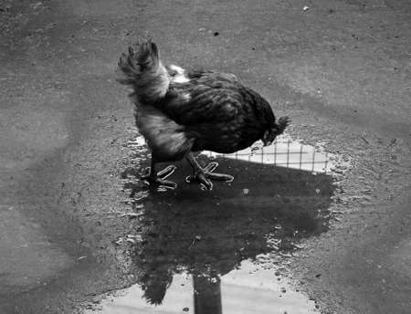A Chicken looking at it's reflection in a puddle.の写真素材