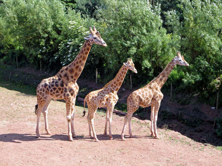 Three Giraffes stood in a straight line.の写真素材