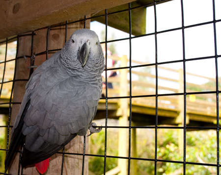 An African Grey Parrot.の写真素材
