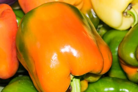 Freshly field harvested mixed colored bell peppers