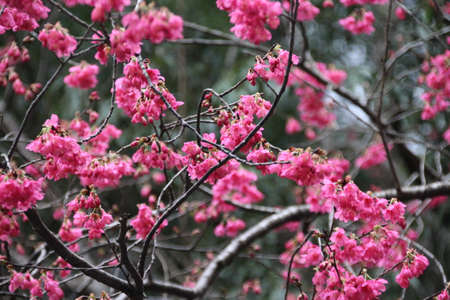Japanese Cherry Blossom whose flowers make a good contrast to dark wood of the branches