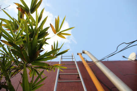 an artistic photo. In the foreground a green plant and in the background a metal ladder with some pipes. attached to a tiled wallの写真素材