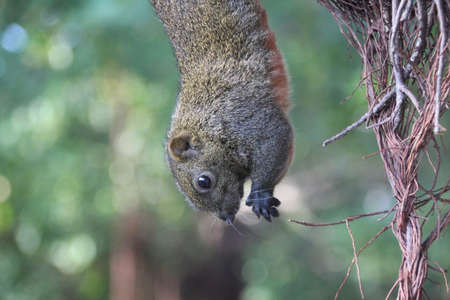 Hanging squirrel