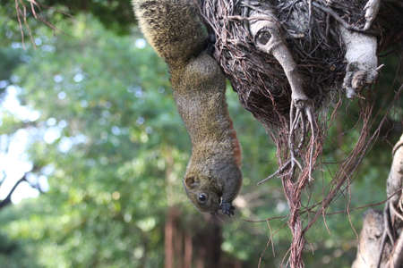 Hanging squirrel