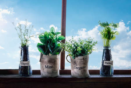 Cottage window with four herbs, oregano, mint, thyme and parsley, in vintage style pots, no people