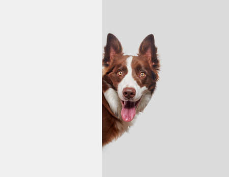 brown and white border collie pokes his head happily out of a white wall and a gray background with his mouth open and his ears standing up, no peopleの写真素材