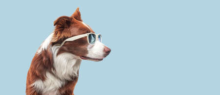 brown and white border collie, dog in sunglasses pokes his head out, looks sideways with his mouth open and his tongue sticking out on a gray background, no peopleの写真素材