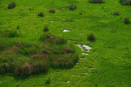 aerial view of a green field with small water banks, beautiful spring nature, no peopleの写真素材