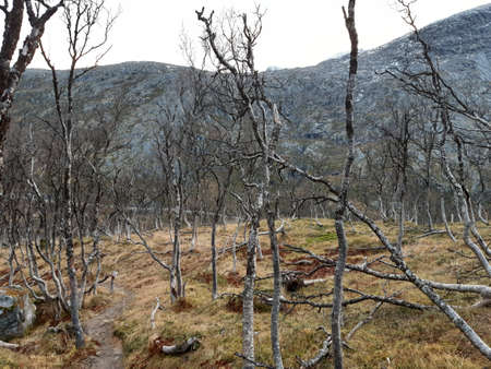 Ein paar karge BÃ¤ume stehen auf einem Berg in Norwegen.