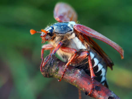Large May Beetle closeup snapshot on little stickの写真素材