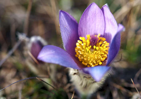 Closeup view of tiny Purple Pasqueflower (Pulsatilla)の写真素材