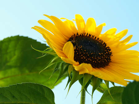 Sunflower Mural in high resolution with hidden bumblebeeの写真素材