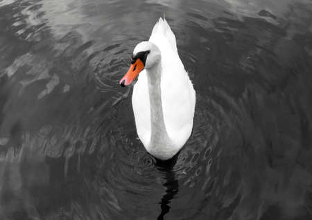 Centered approaching swan in lake with the only color orange of his spoutの写真素材