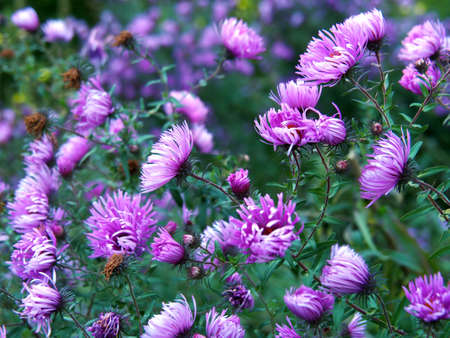 Purple Uncultivated Aster Closeupの写真素材