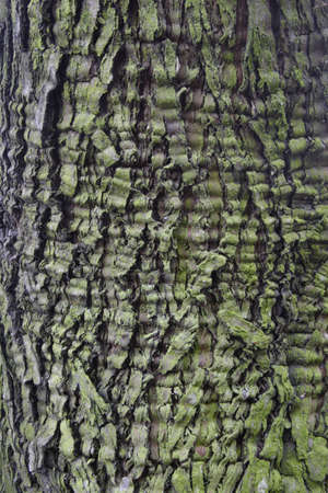 Bark textureの写真素材